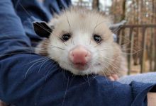 Photo of Пожилой американке невероятно повезло — у нее на участке поселился дикий опоссум!