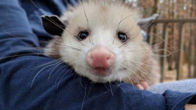 Photo of Пожилой американке невероятно повезло — у нее на участке поселился дикий опоссум!